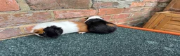 Guinea Pig rodents for sale: 2x Female Guinea Pigs  - Advert 6