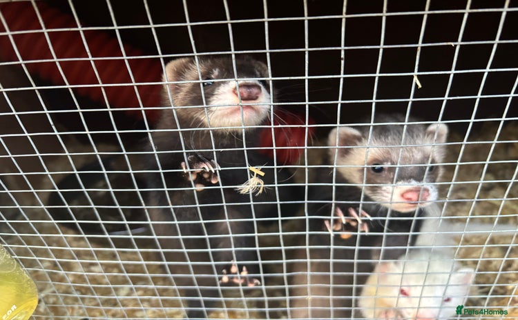Ferret rodents - Advert 1