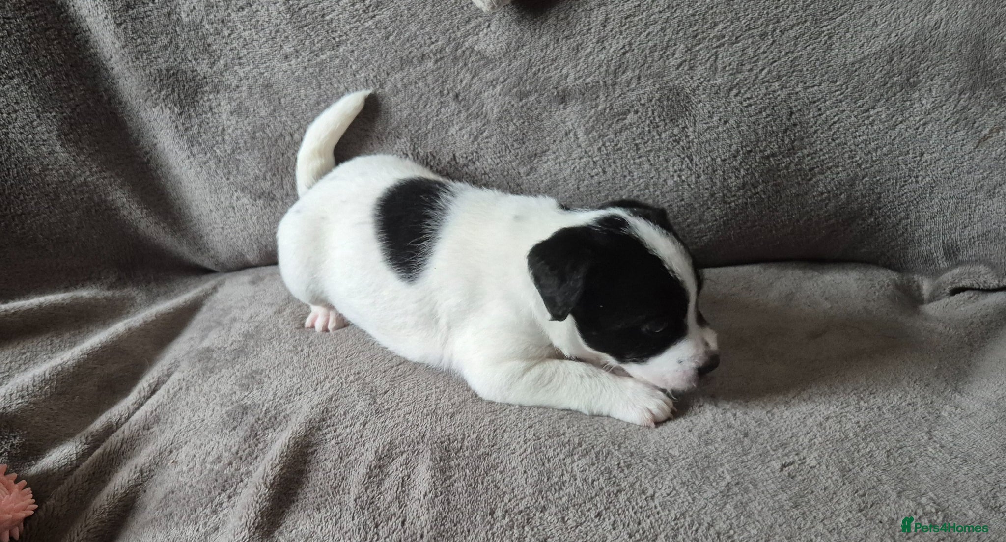 Patterjack dogs for sale: Jak Russell X patterdale  - Advert 6
