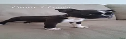 Boston Terrier dogs for sale: Boston Terrier Puppies KC REGISTERED🐶 - Advert 11