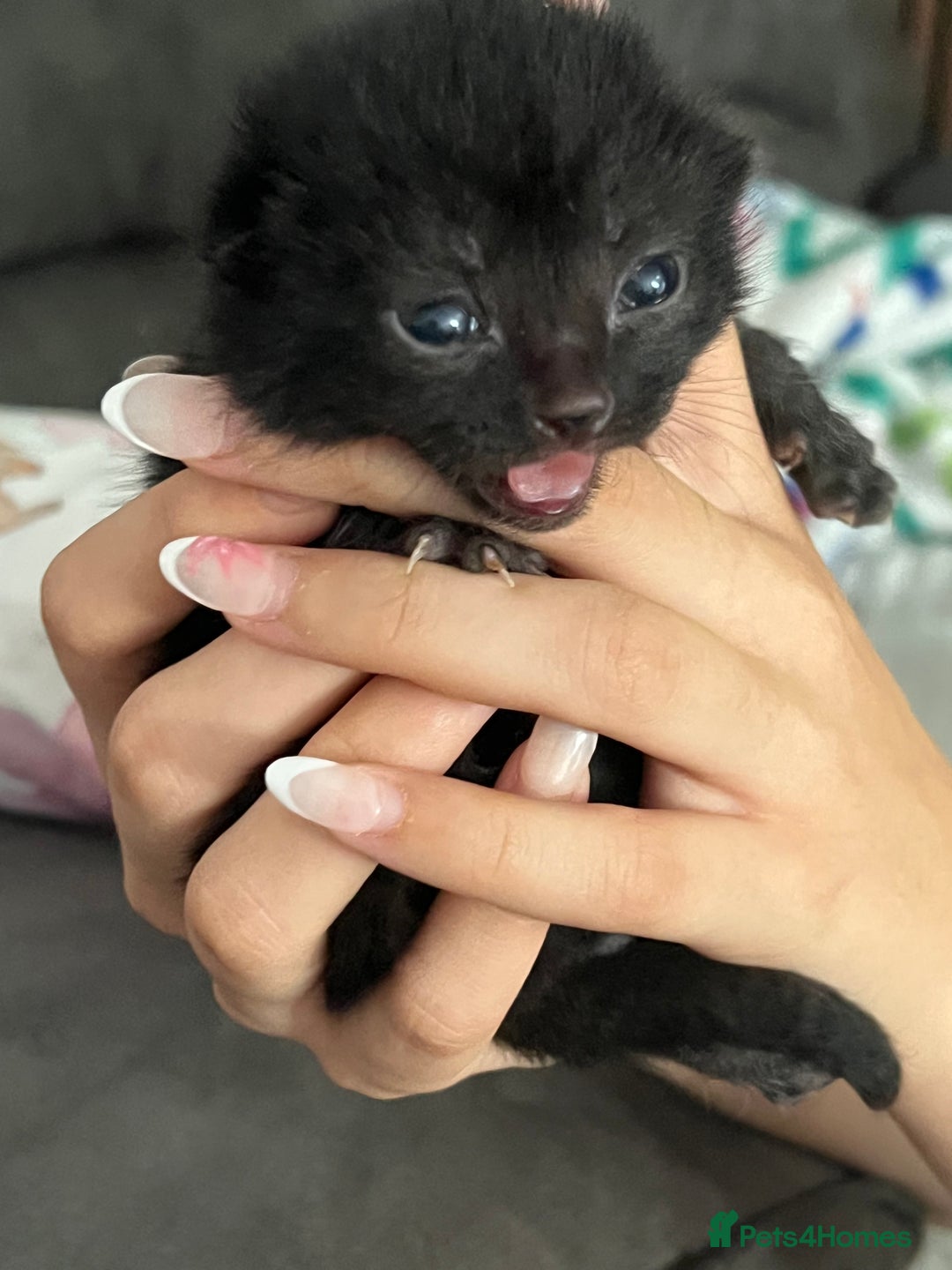 British Shorthair cats for sale: British shorthair/ tuexedo kittens  - Image 6