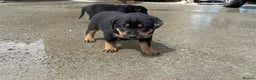 Rottweiler dogs for sale: Clean Rottweiler puppies raised with love and care - Advert 3