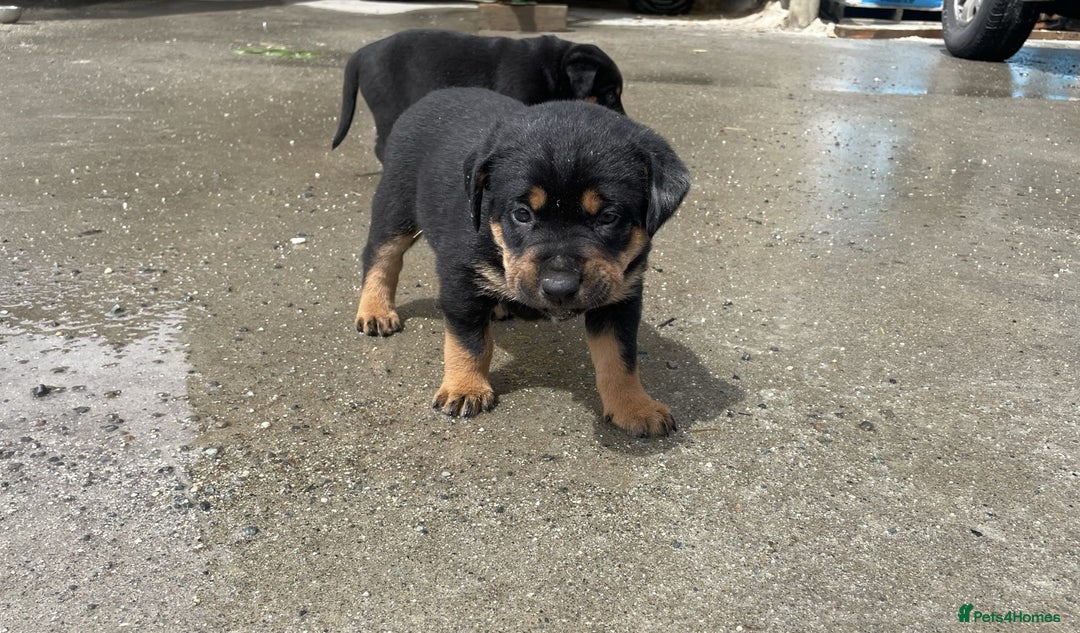 Rottweiler dogs for sale: Clean Rottweiler puppies raised with love and care - Advert 3
