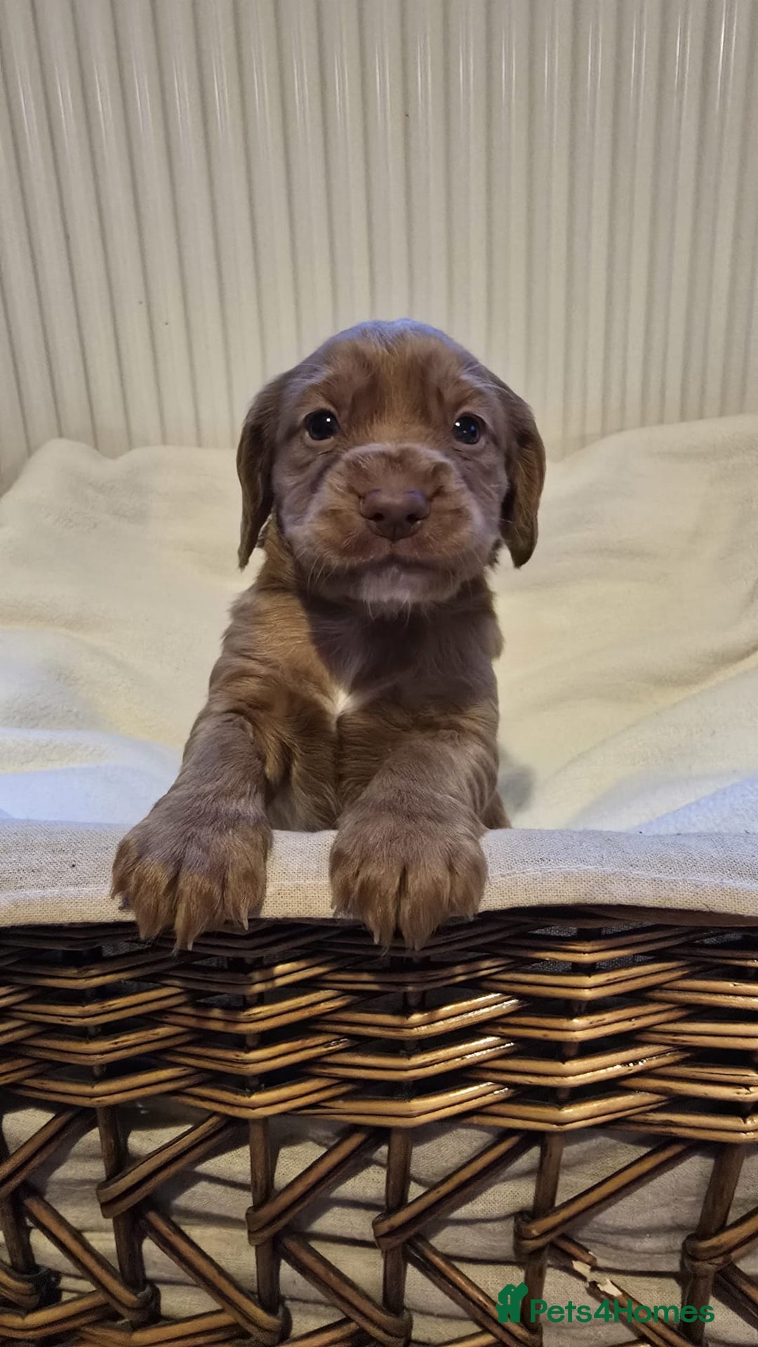 Cocker Spaniel dogs for sale: 3 beautiful working cocker spaniel pups  - Advert 2