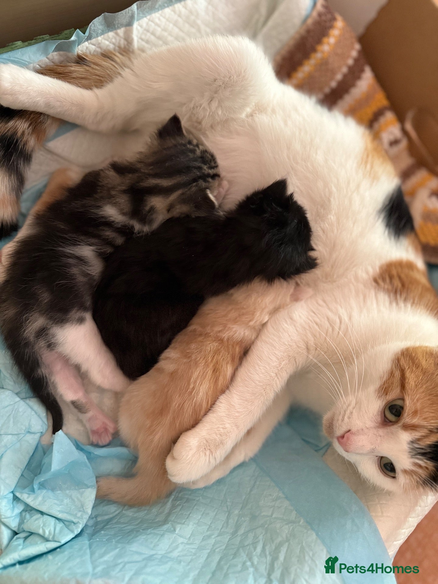 Mixed Breed cats 2 kittens for sale  - Advert 4