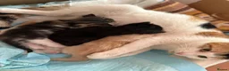 Mixed Breed cats for sale: 2 kittens for sale  - Advert 1