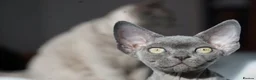 Devon Rex cats for sale: Blue Devon Rex male kitten  - Advert 7