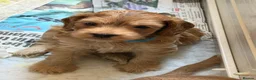 Mixed Breed dogs for sale: Beautiful Miniature Austrailian Labradoodle pups in Northwich - Advert 13