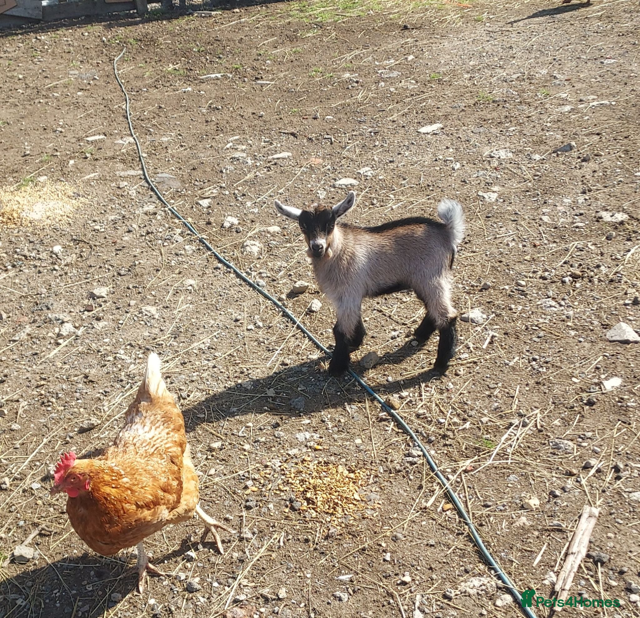 Goats livestock Pygmy Goats for sale x 4 - Advert 13