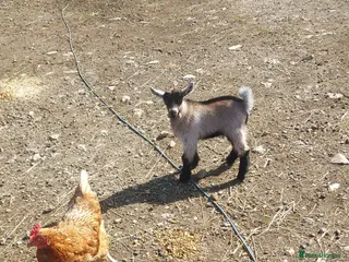 Goats livestock Pygmy Goats for sale x 4 - Advert 3