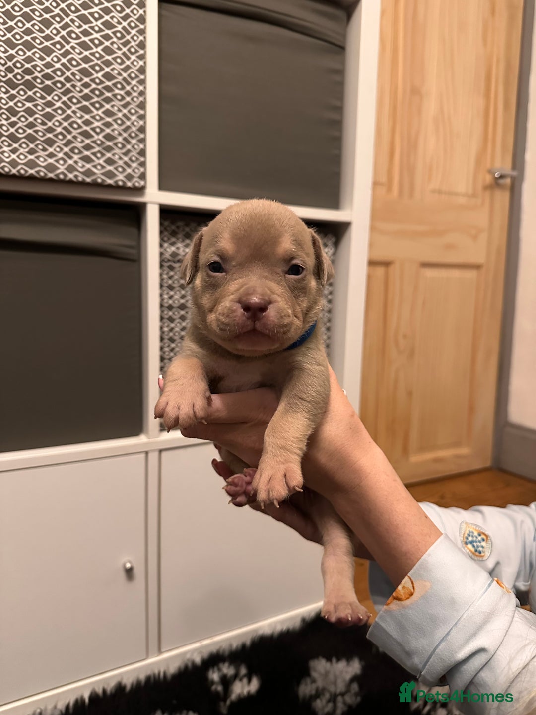 American Bully dogs for sale: American bullys (pocket/standard)  - Advert 3