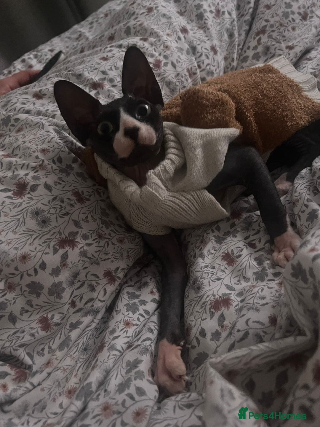 Sphynx cats for sale: Black & White Female Spayed Sphynx  - Advert 7