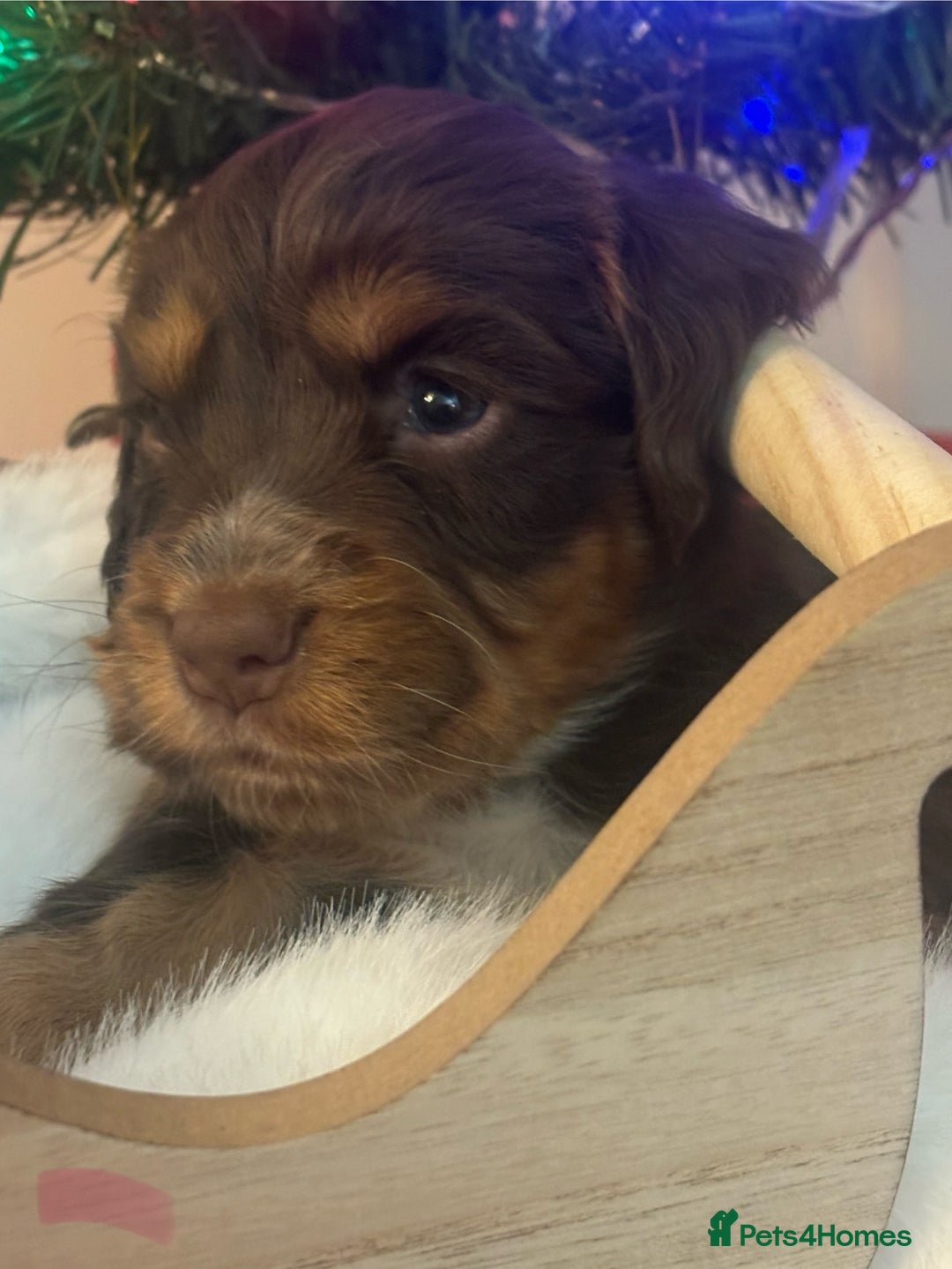 Cocker Spaniel dogs for sale: Beautiful Cocker Spaniel Puppies - Advert 4