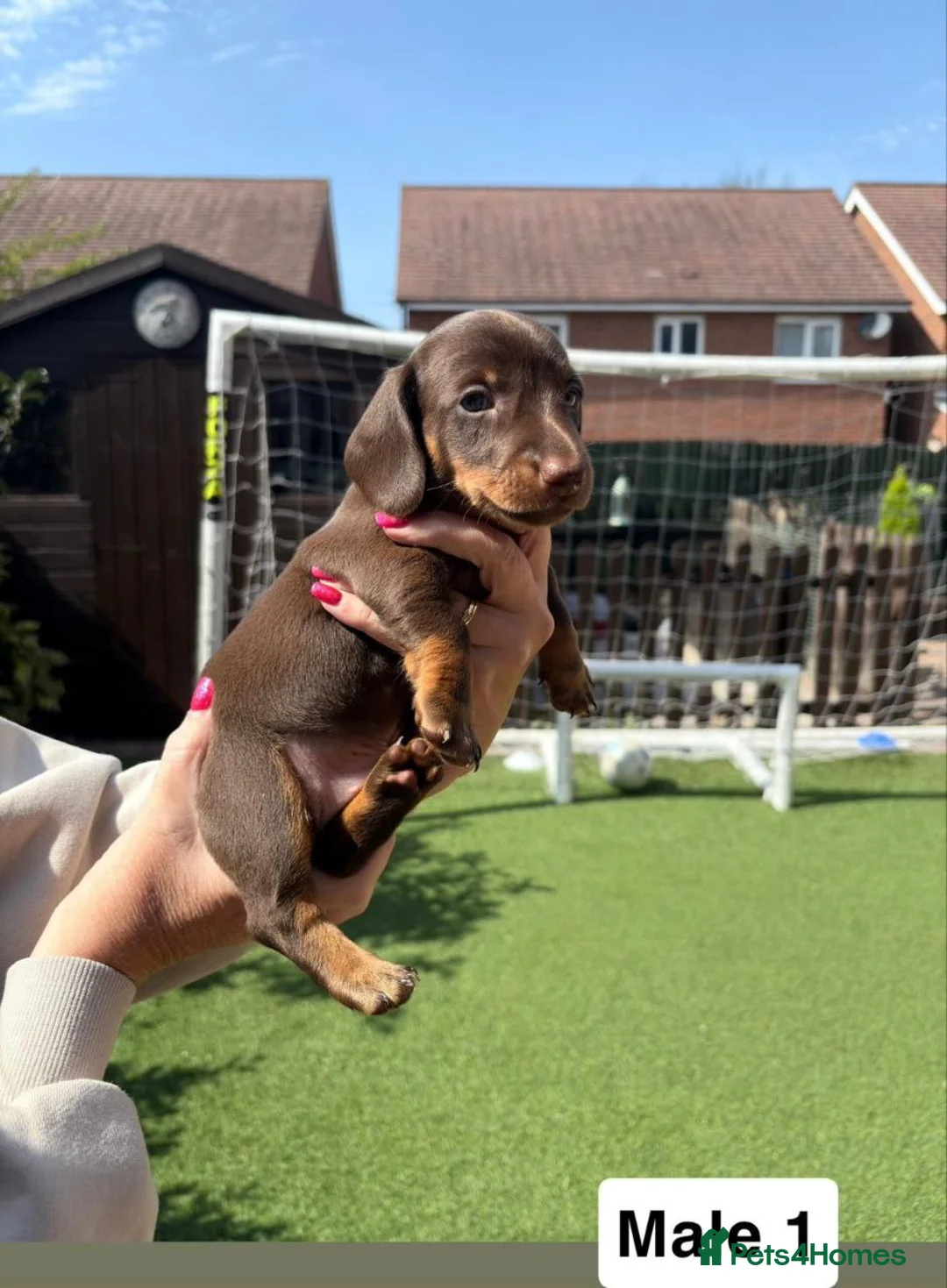 Miniature Dachshund dogs for sale: STUNNING MINIATURE DACHSHUND PUPPIES in Wolverhampton - Advert 7