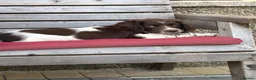 English Springer Spaniel dogs for sale: One little girl left due to time wasters - Advert 5