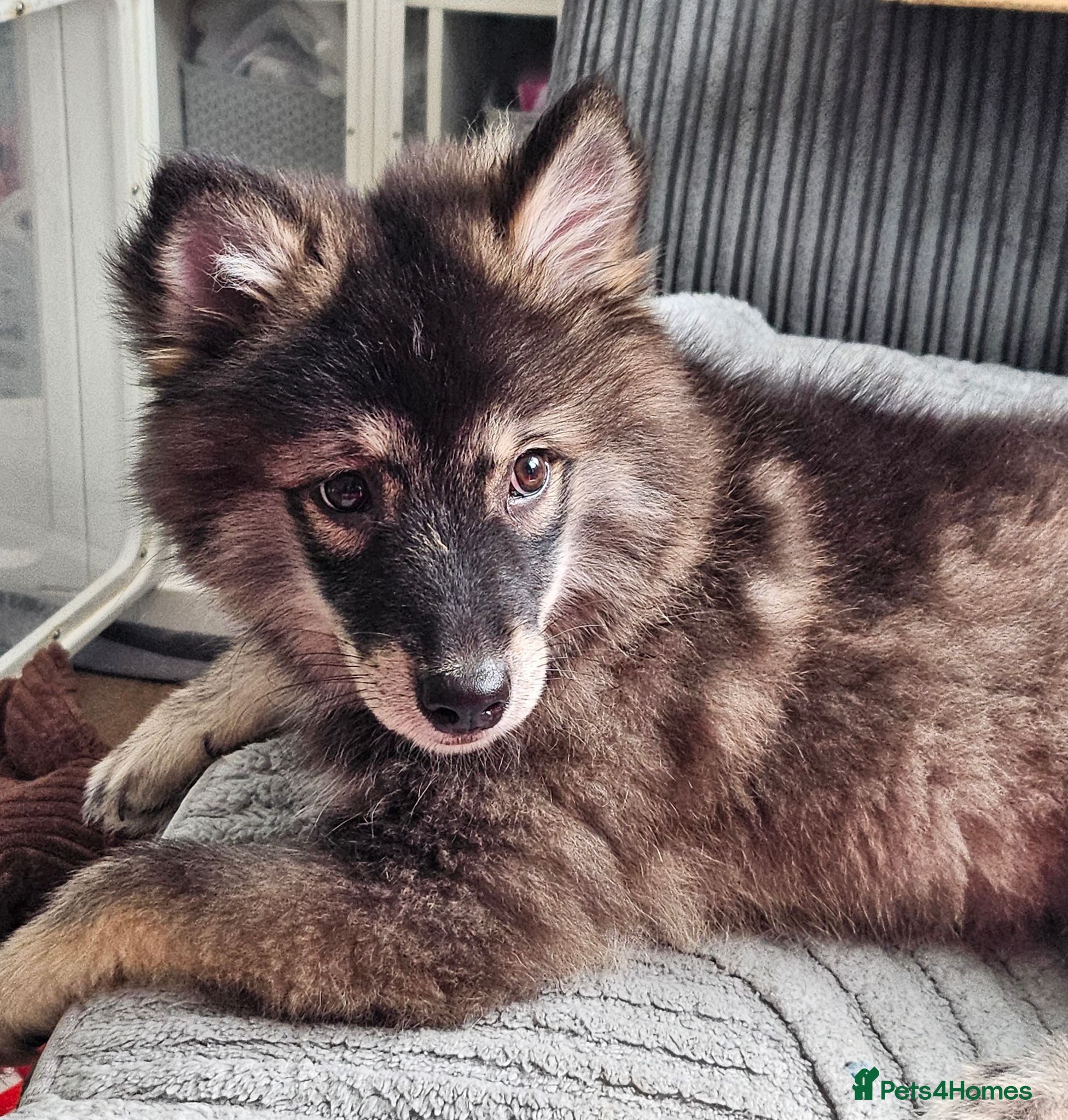 Pomsky dogs F3 Pomsky Puppies REDUCED - Advert 5