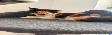 Mixed Breed 3