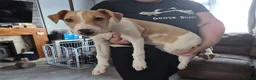 Lurcher dogs for sale: Last handsome Male lurcher puppy - Advert 4