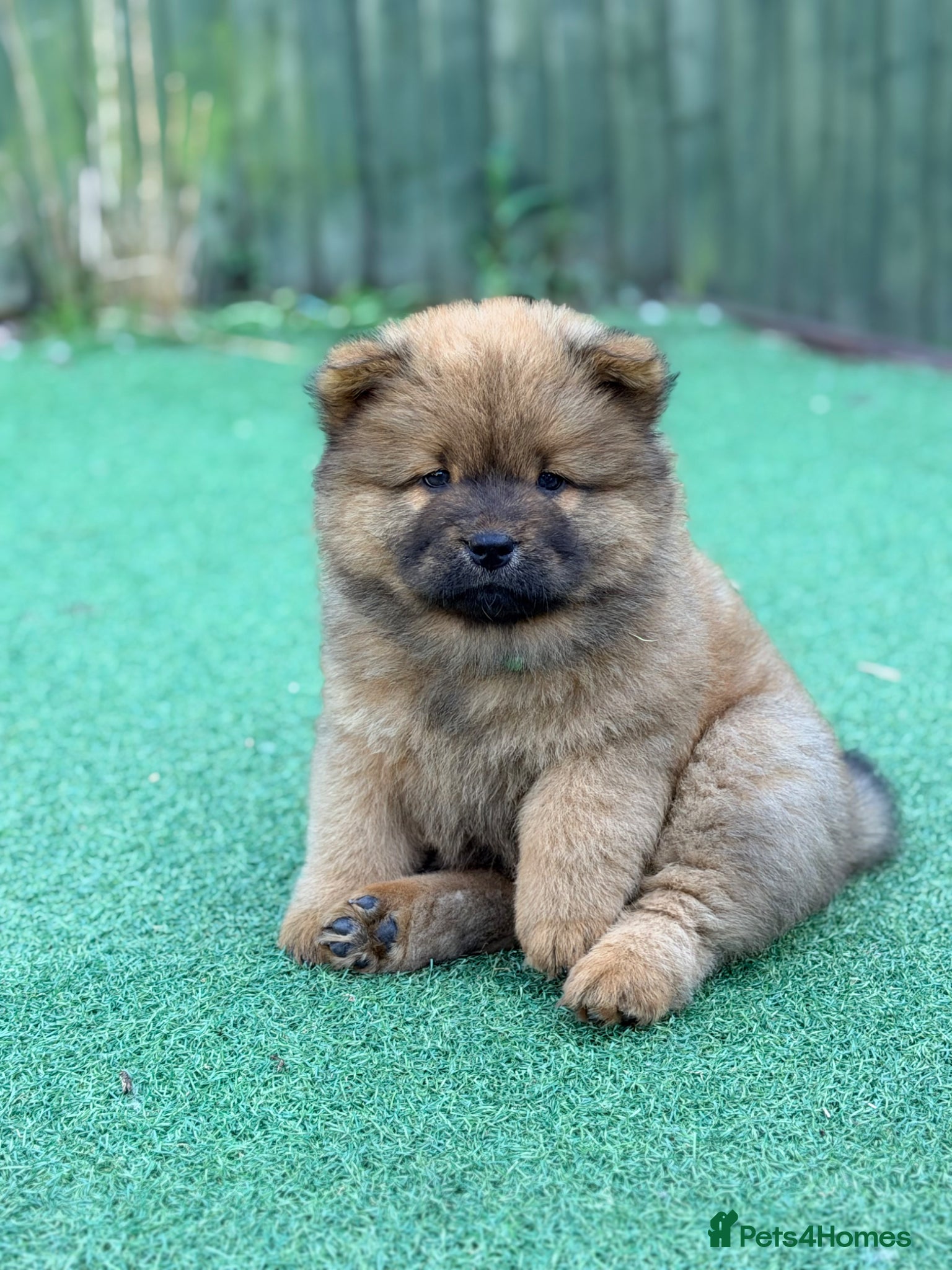 Chow Chow dogs    Last Chow Puppy Available, Full of Love!!! - Advert 12