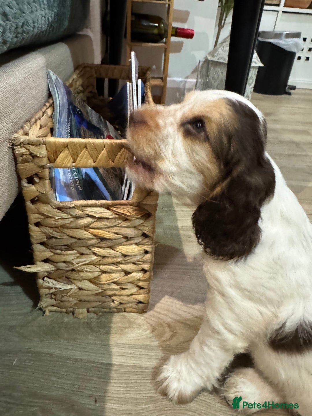Cocker Spaniel dogs for sale: Fantastic Show / Working Cocker Spaniels - Advert 37