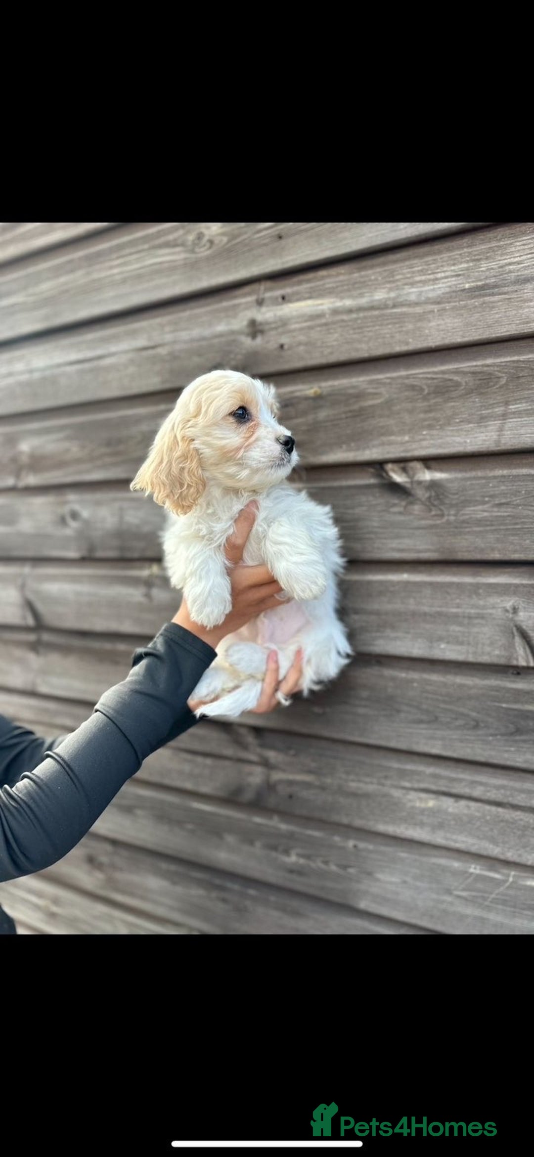 Cavachon dogs for sale: cavachon Puppies  - Advert 8
