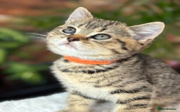 British Shorthair cats for sale: 💎Rare Silver & Spotted BSH Kittens ns 12 & n 24🐾 - Image 33