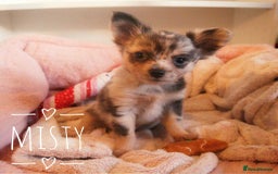 Chihuahua dogs for sale: Merle Chihuahua Puppies Longhaired Apple-head - Advert 2
