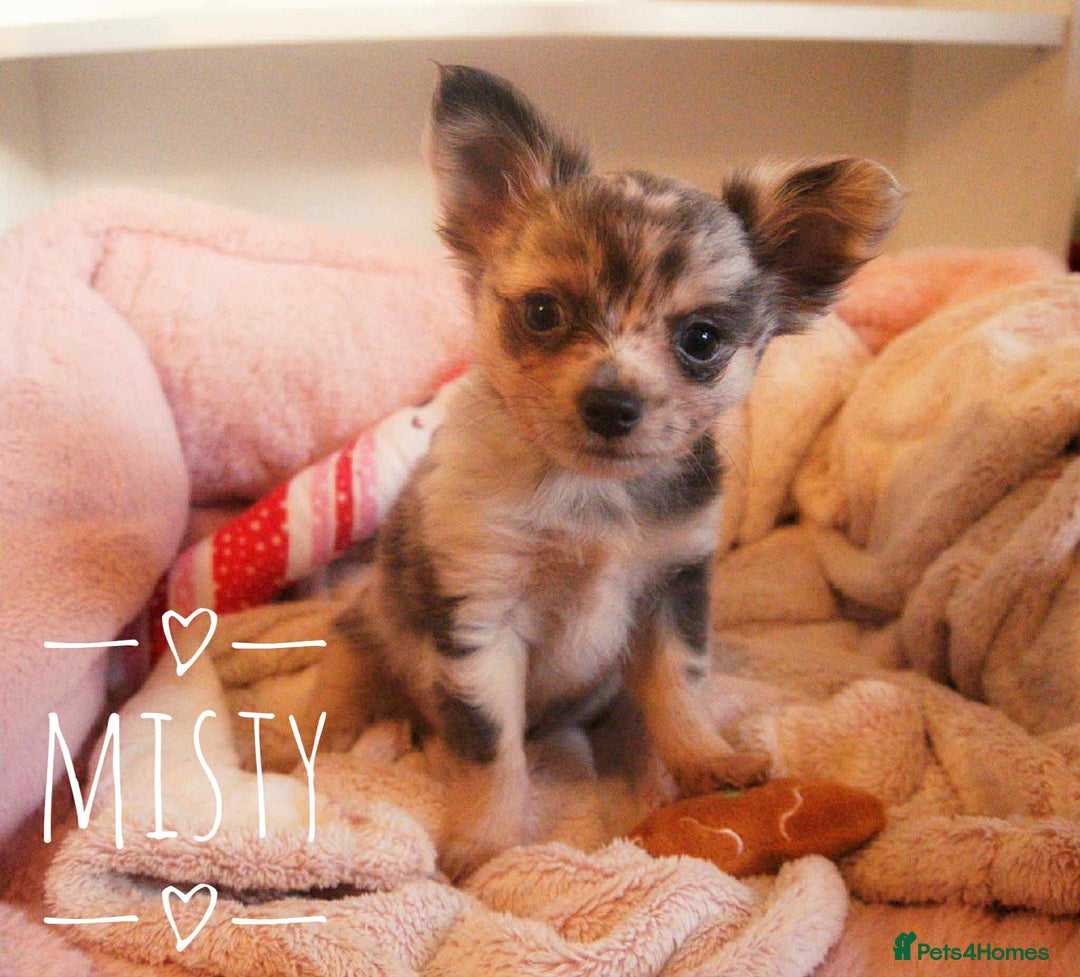 Chihuahua dogs for sale: Merle Chihuahua Puppies Longhaired Apple-head - Advert 2