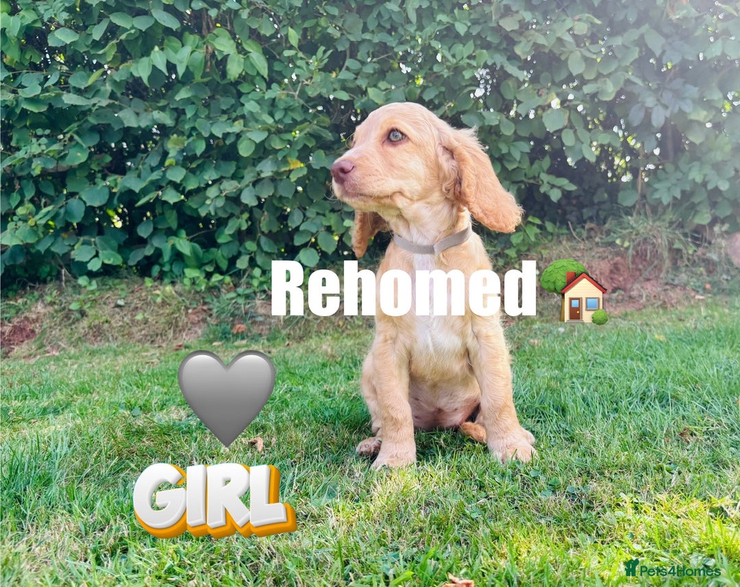 Cockapoo dogs for sale: 6 beautiful champagne and gold 🐶  - Image 14