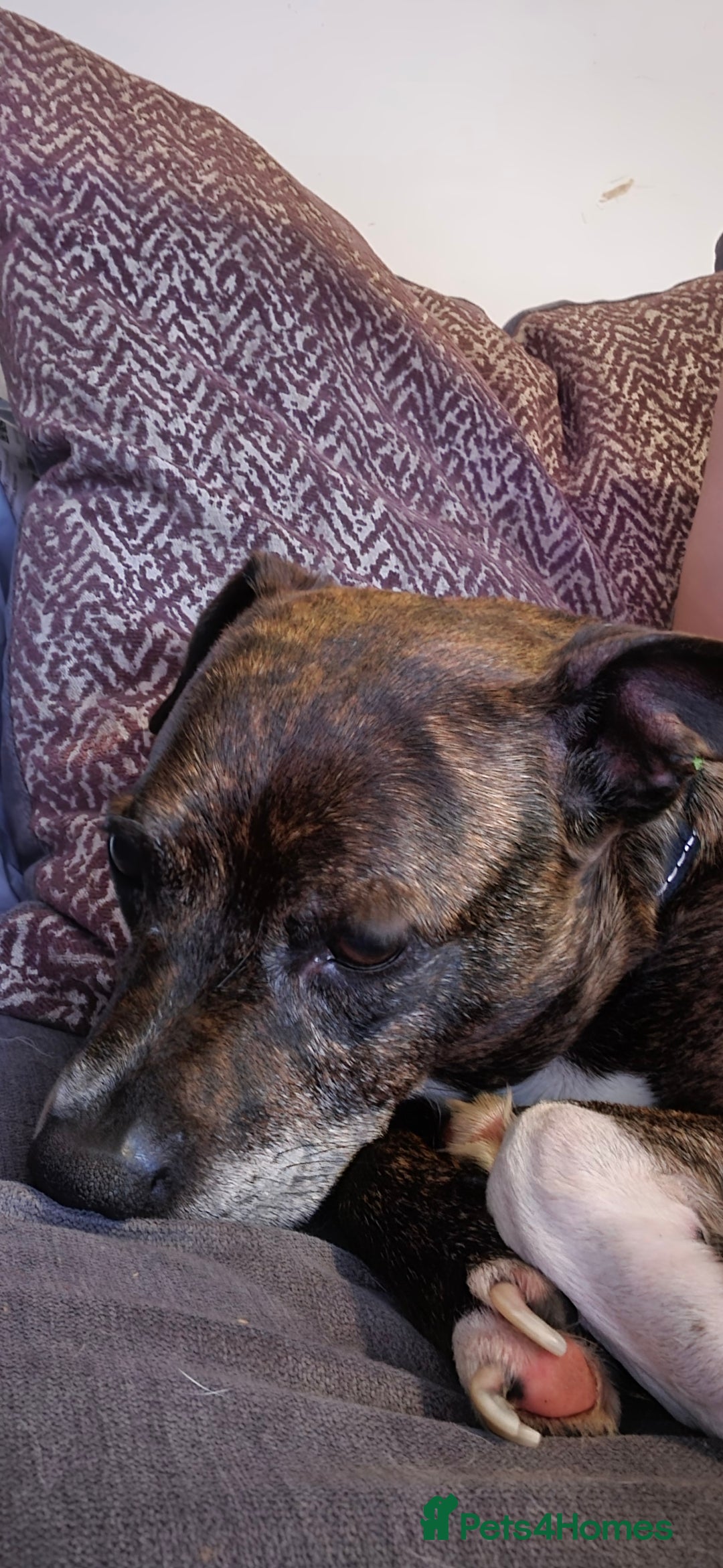 Mixed Breed dogs for sale: Reggie - Advert 1