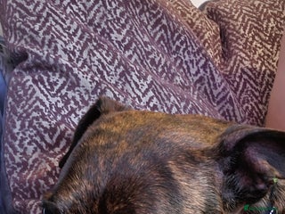 Mixed Breed dogs Reggie - Advert 1