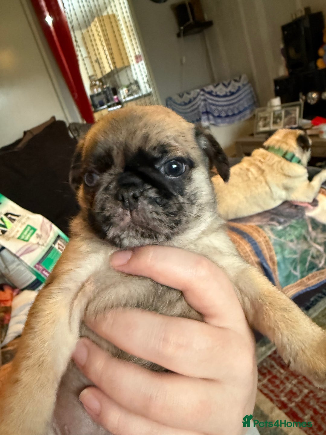 Pug dogs for sale: Pug puppies *READY NOW!!* - Image 15