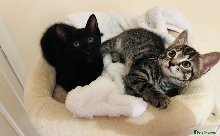 Mixed Breed cats - Advert 11