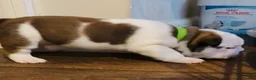 English Bulldog dogs for sale: English bulldog girl  - Advert 3