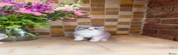 British Shorthair cats for sale: Full Pedigree/Registered BSH from £995 - Advert 29