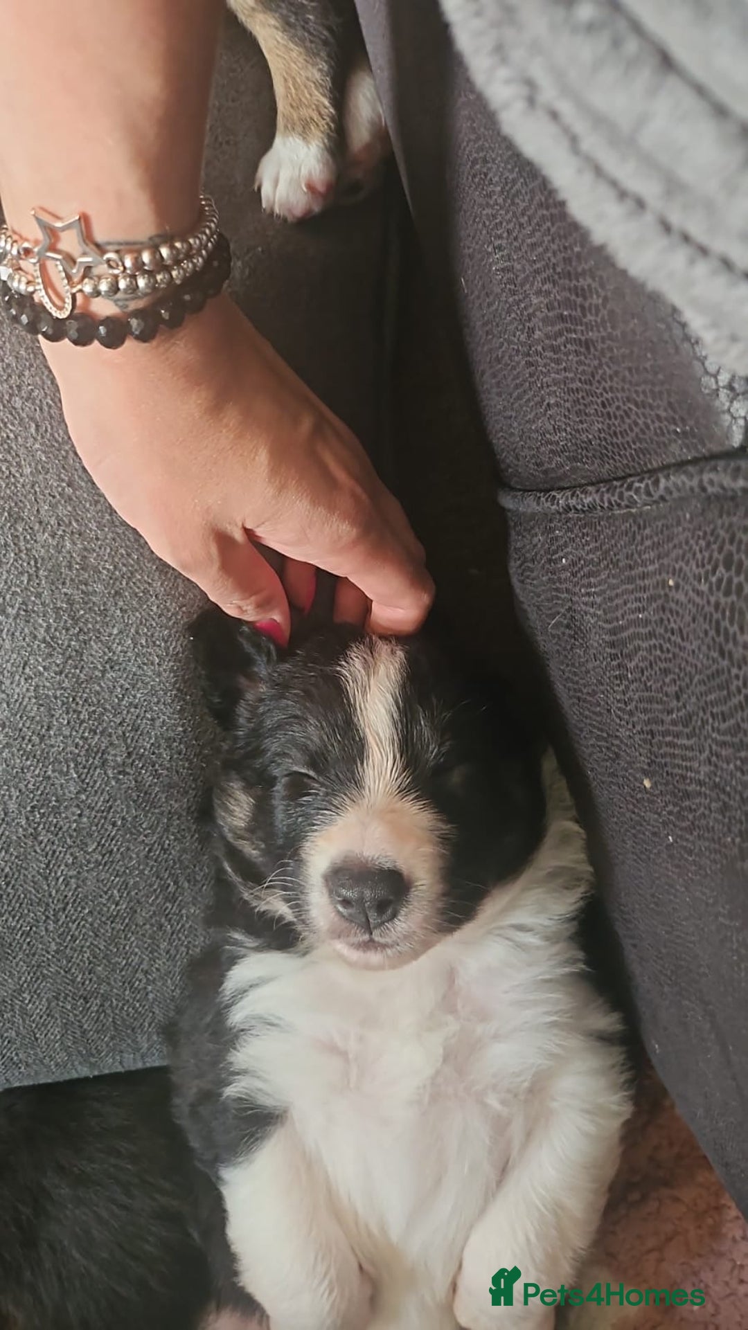 Border Collie dogs for sale: Border collie pups - Image 12