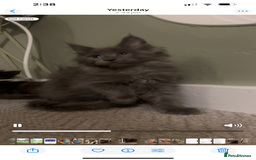 Maine Coon cats for sale: Maine Coon girls READY NOW Russian sired  - Image 30