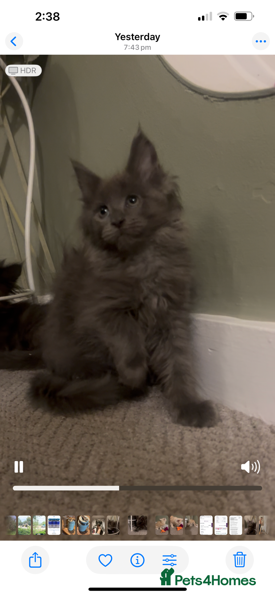 Maine Coon cats for sale: Maine Coon girls READY NOW Russian sired  - Image 30