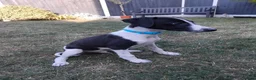 Mixed Breed dogs for sale: Whippet x Saluki puppies, ready to leave - Advert 2