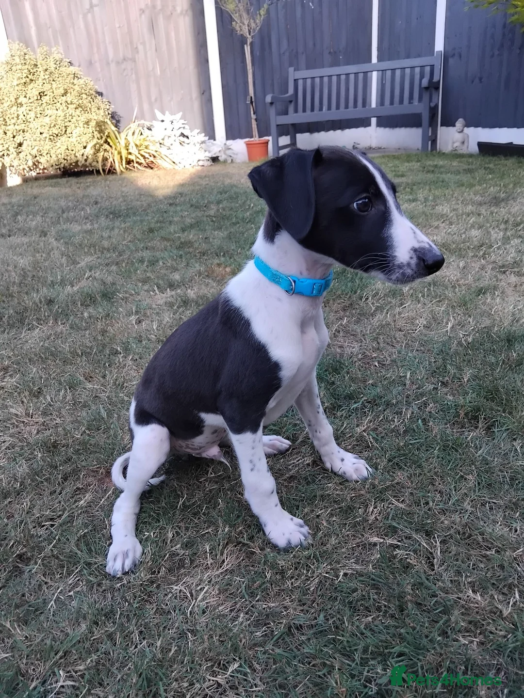 Mixed Breed dogs for sale: Whippet x Saluki puppies, ready to leave - Advert 2