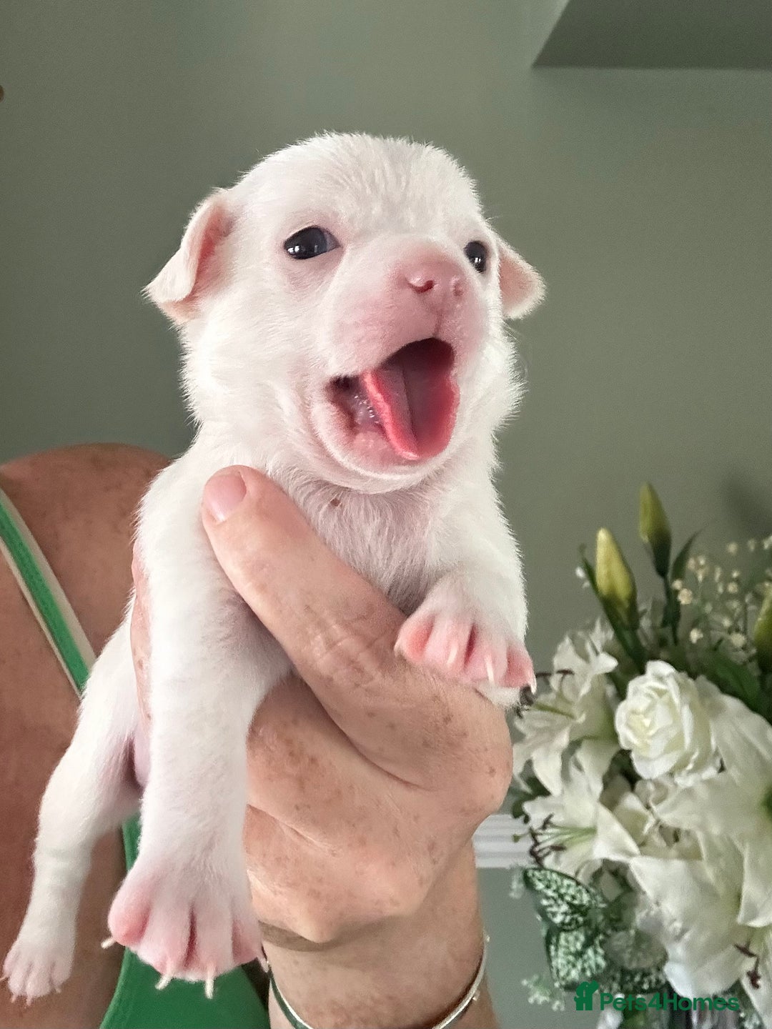 Chihuahua dogs for sale: Beautiful Chihuahua Babies - Image 5
