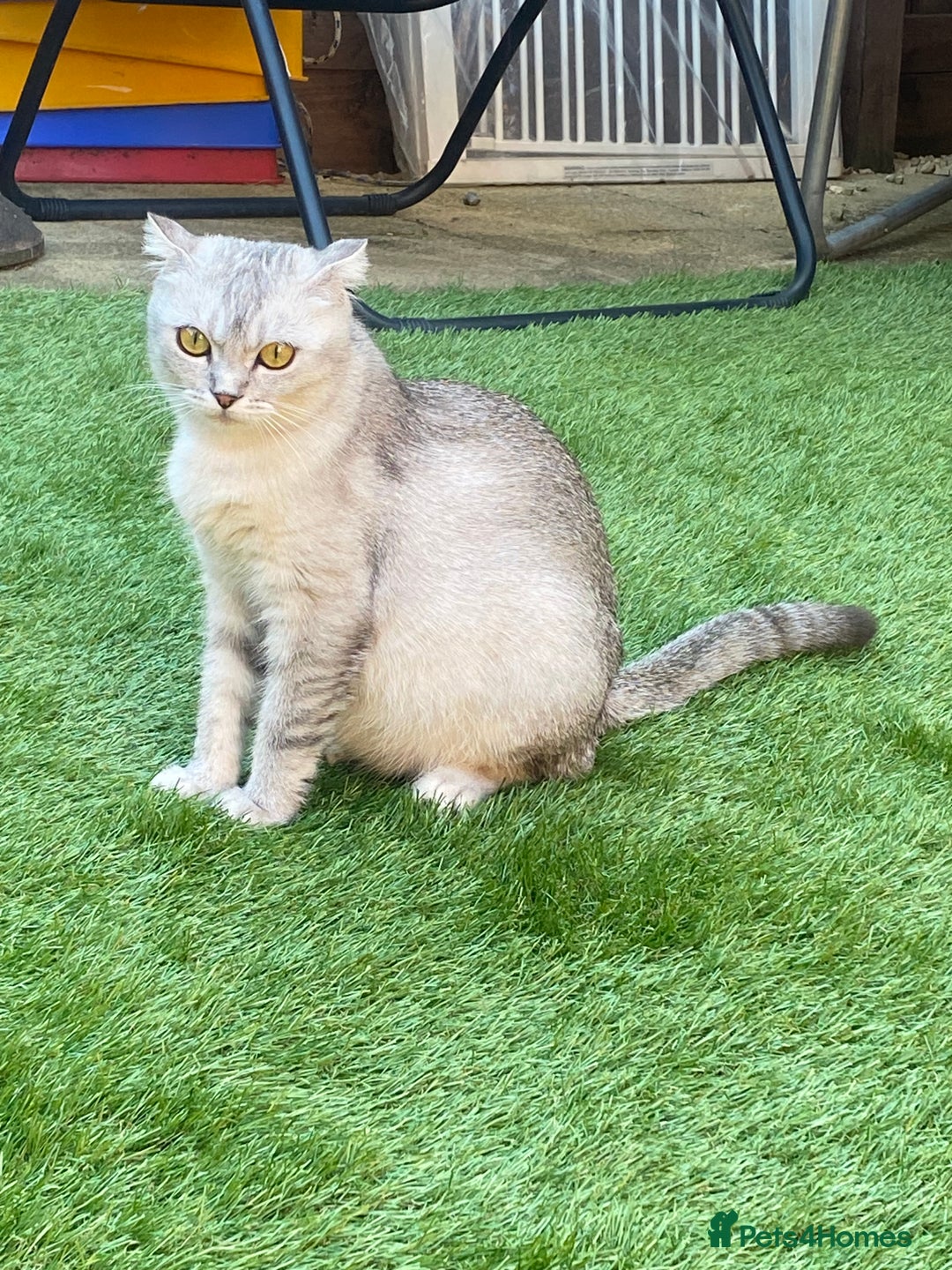 Scottish Fold cats for sale: Scottish kittens - Image 2