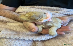 Miniature Poodle dogs for sale: Gorgeous miniature poodle pups - Image 29