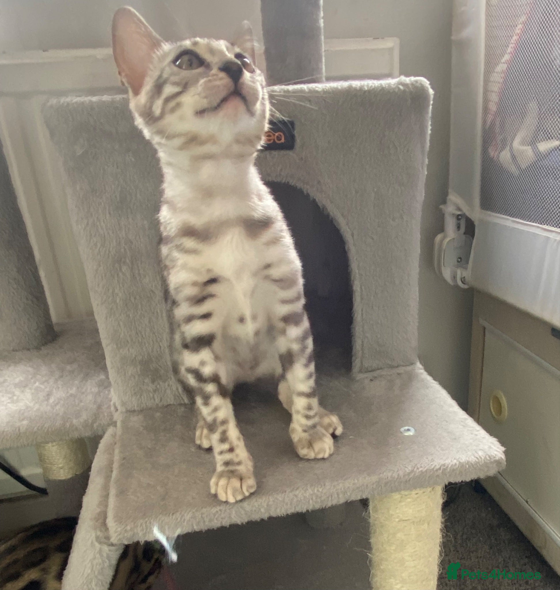Bengal cats LAST THREE Ready now GCCF REGISTERED  - Advert 2