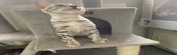 Bengal cats for sale: ‼️UPDATE ‼️Ready now TICA REGISTERED  - Advert 13