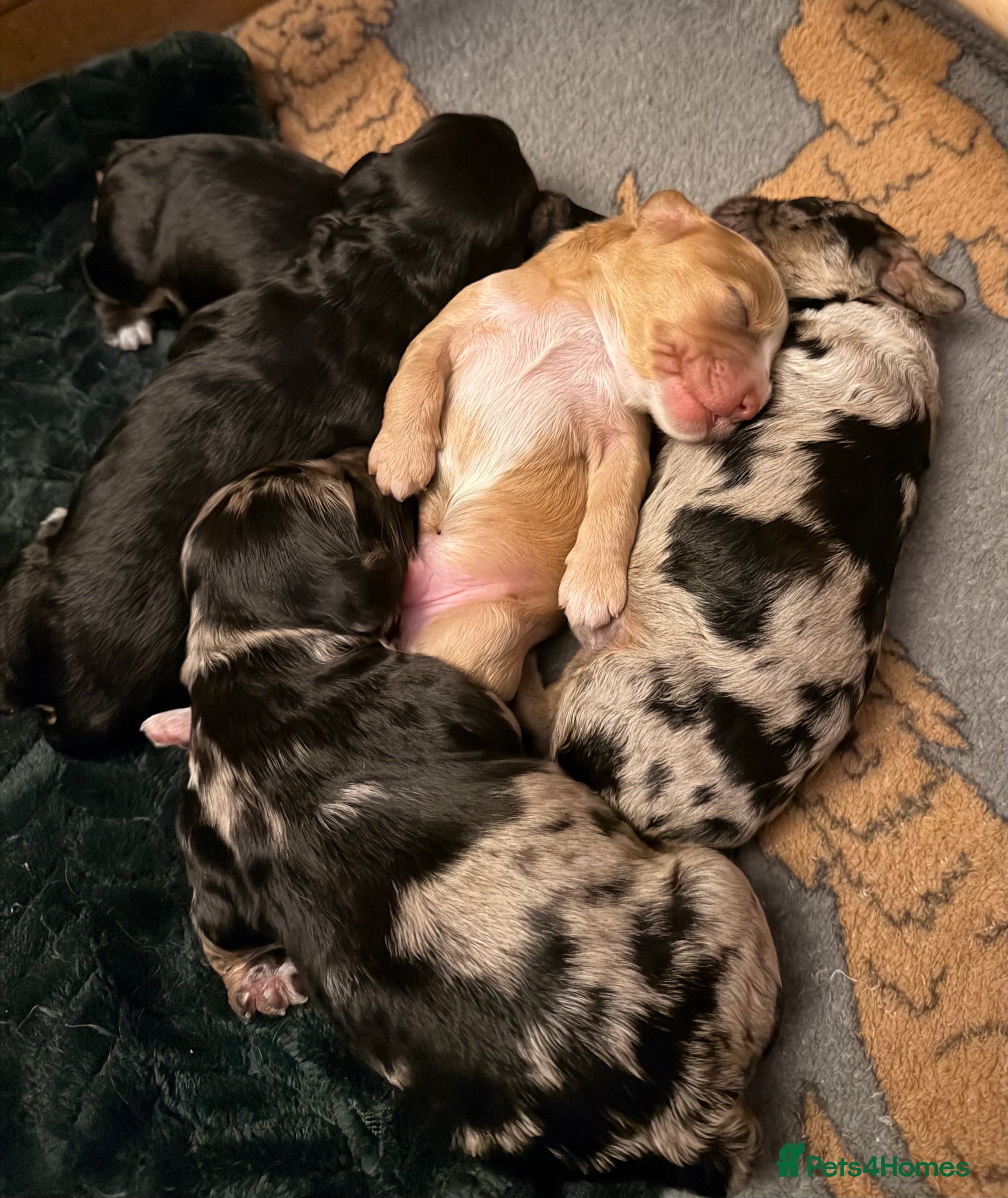 Cockapoo dogs F1 Cockapoo Puppies - Advert 11