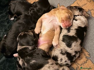 Cockapoo dogs F1 Cockapoo Puppies - Advert 11