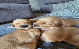 Golden Retriever dogs for sale: KC Golden Retriever Puppies - Image 5