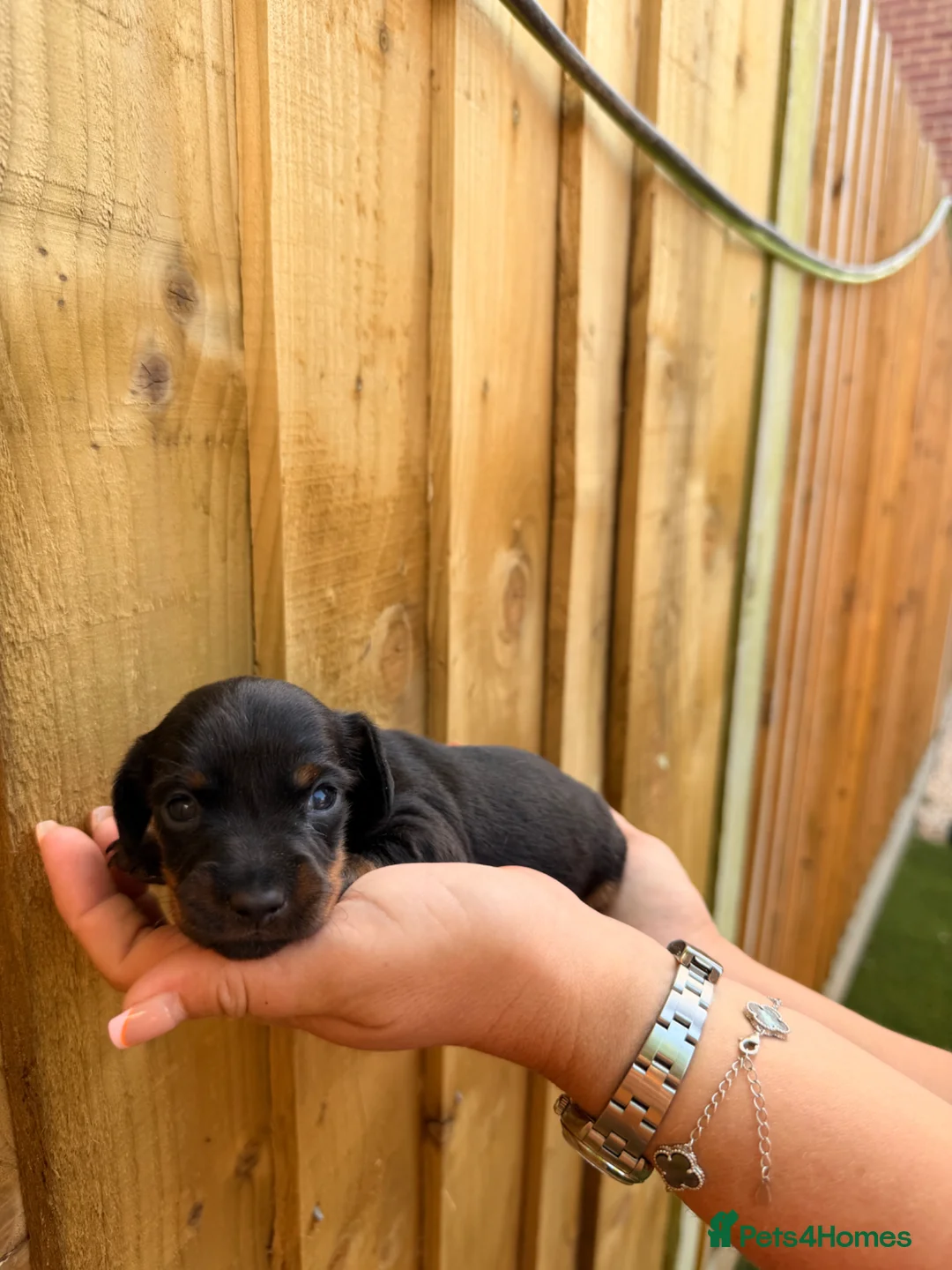 Miniature Dachshund dogs for sale: 3 beautiful minis!  - Advert 13