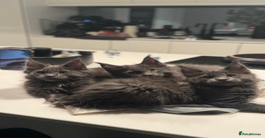 Maine Coon cats - Advert 8